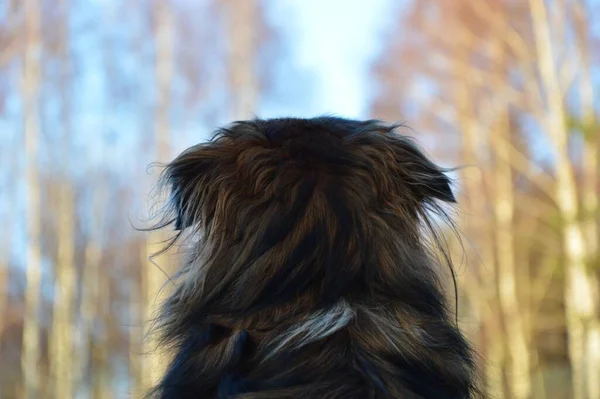 Dog Walk Park Lake Winter Atmosphere Man Best Friend Cute — Stockfoto