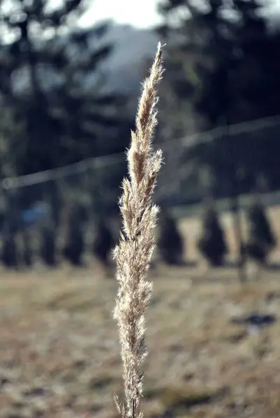 Herbe Dans Parc Jardin Prairie Macro Beau Papier Peint — Photo