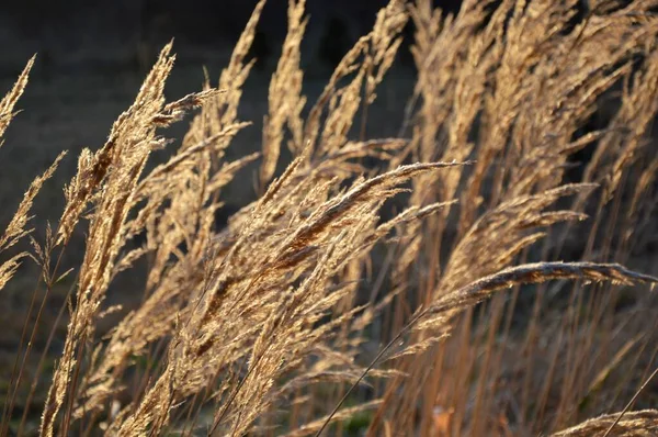 Grass Park Garden Meadow Macro Beautiful Wallpaper — Φωτογραφία Αρχείου