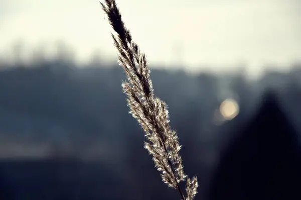 Iarbă Parc Grădină Luncă Macro Tapet Frumos — Fotografie, imagine de stoc