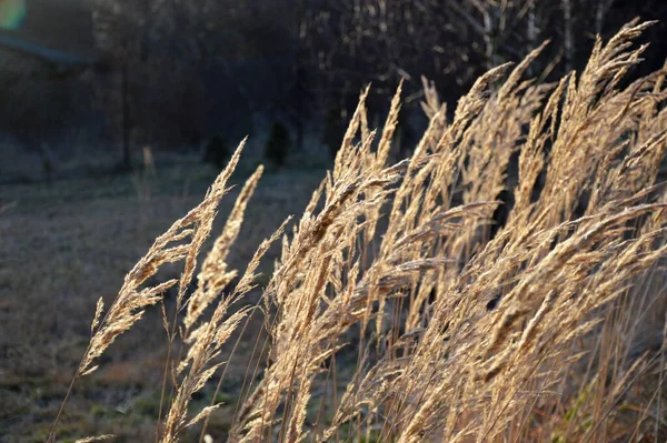 Gras Park Garten Wiese Makro Schöne Tapete — Stockfoto