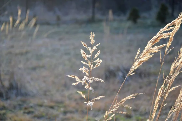 牧草地で草 マクロだ 美しい壁紙 — ストック写真