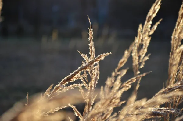 Iarbă Parc Grădină Luncă Macro Tapet Frumos — Fotografie, imagine de stoc