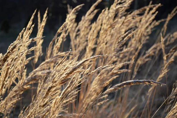 Grass Park Garden Meadow Macro Beautiful Wallpaper — Φωτογραφία Αρχείου