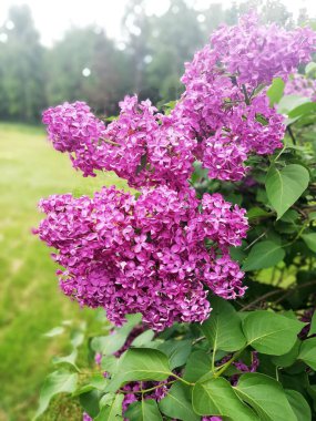 Parkta bitki örtüsü, bahçe. Çeşitli renkli bitkiler, çimenler ve yapraklar. Güzel duvar kağıdı.