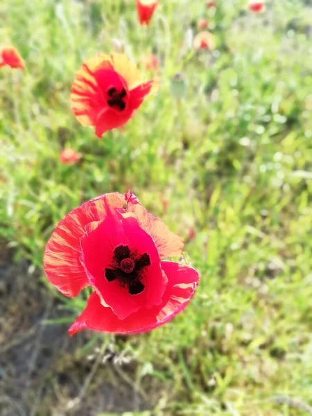 Vegetazione Nel Parco Giardino Varie Piante Colorate Erba Foglie Bella — Foto Stock