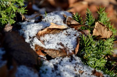 Yapraklar ve dallar makro. Bahçe ve park. Duvar kağıdı veya arkaplan için mükemmel.