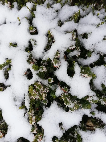 Yapraklar Dallar Makro Bahçe Park Duvar Kağıdı Veya Arkaplan Için — Stok fotoğraf