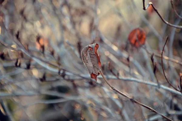Blätter Und Zweige Makro Garten Und Park Perfekt Für Tapeten — Stockfoto