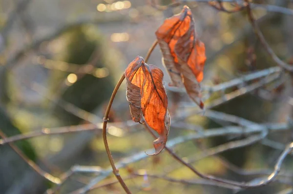 Blätter Und Zweige Makro Garten Und Park Perfekt Für Tapeten — Stockfoto