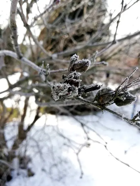 Frunze Crengi Macro Grădină Parc Perfect Pentru Tapet Sau Fundal — Fotografie, imagine de stoc