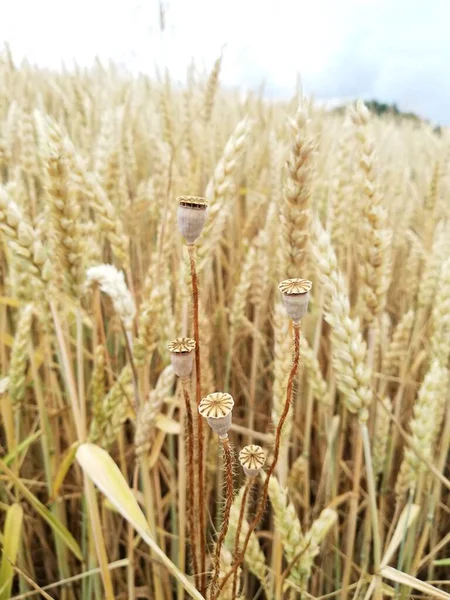 Dojrzała Kukurydza Uprawiana Polu Letni Wiejski Krajobraz Widok Makro — Zdjęcie stockowe
