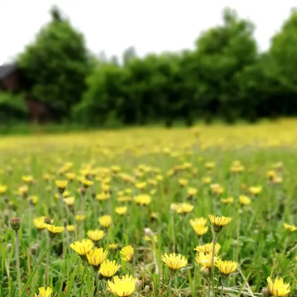 Vidéki Táj Elfelejtett Mező Lakatlan Területek Városon Kívül Rét — Stock Fotó