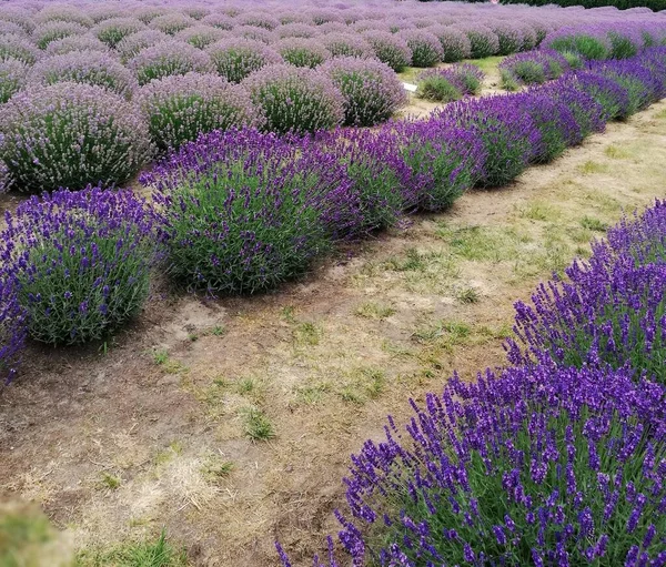 Kırsal alan. Büyük lavanta tarlası. Tarım. Güzel manzara.