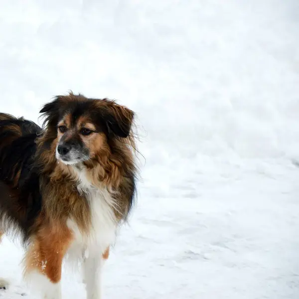 Pes Procházku Zahradě Park Jezero Zimní Atmosféra Nejlepší Přítel Člověka — Stock fotografie