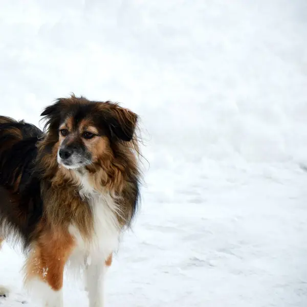 Bahçede Yürüyüş Için Bir Köpek Park Göl Kış Atmosferi Nsanın — Stok fotoğraf