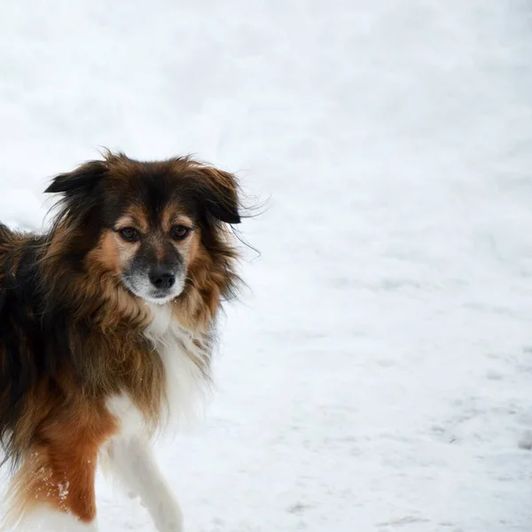 Bahçede Yürüyüş Için Bir Köpek Park Göl Kış Atmosferi Nsanın — Stok fotoğraf