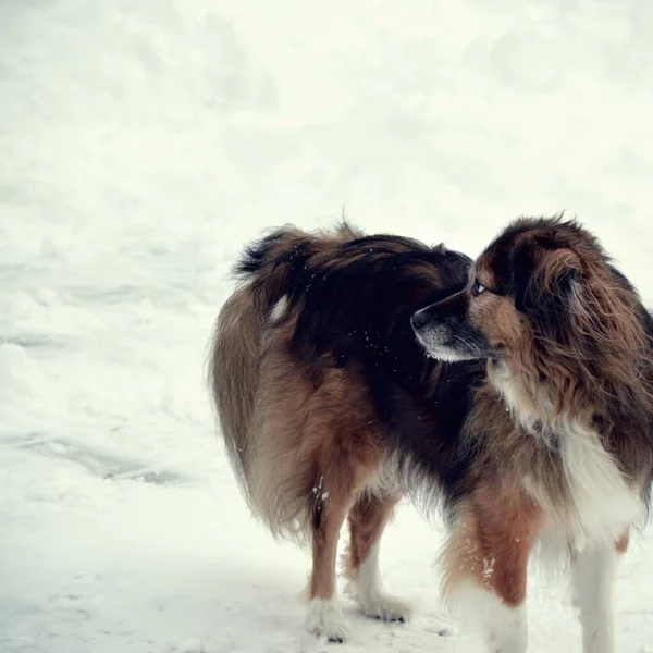 Ein Hund Für Einen Spaziergang Garten Park See Winter Atmosphäre — Stockfoto