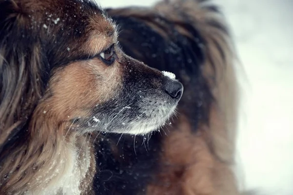 Ein Hund Für Einen Spaziergang Garten Park See Winter Atmosphäre — Stockfoto