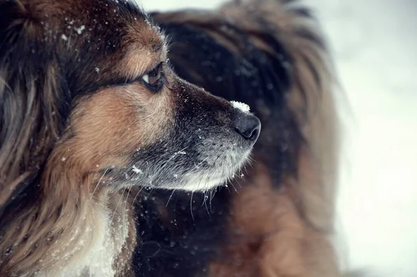 Bahçede Yürüyüş Için Bir Köpek Park Göl Kış Atmosferi Nsanın — Stok fotoğraf