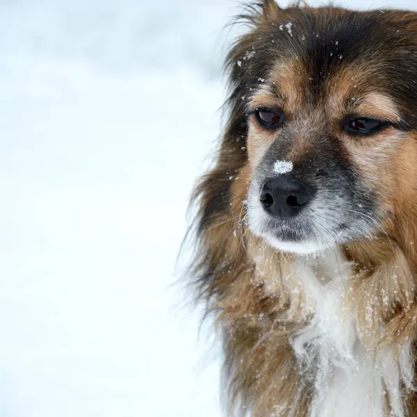 Bahçede Yürüyüş Için Bir Köpek Park Göl Kış Atmosferi Nsanın — Stok fotoğraf