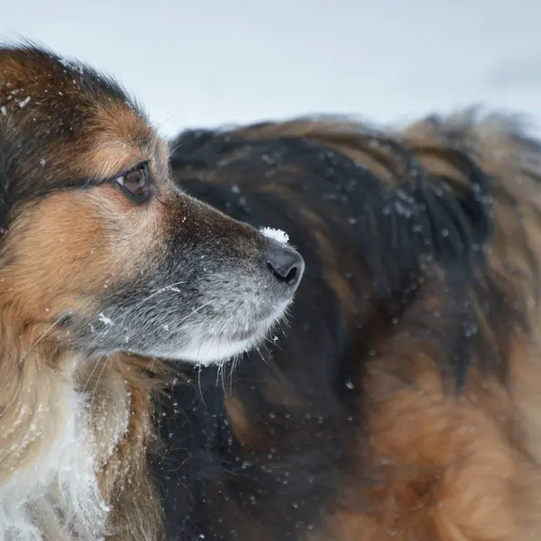 Ein Hund Für Einen Spaziergang Garten Park See Winter Atmosphäre — Stockfoto