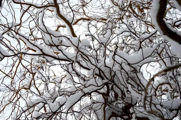 Inverno Jardim Parque Muita Neve Árvores Cobertas Neve Manhã Fria — Fotografia de Stock