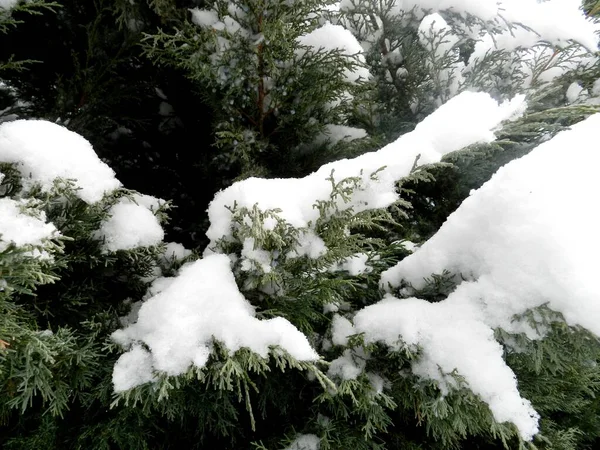 庭の冬 雪がたくさん 雪に覆われた木 寒さと霜降りの朝 — ストック写真