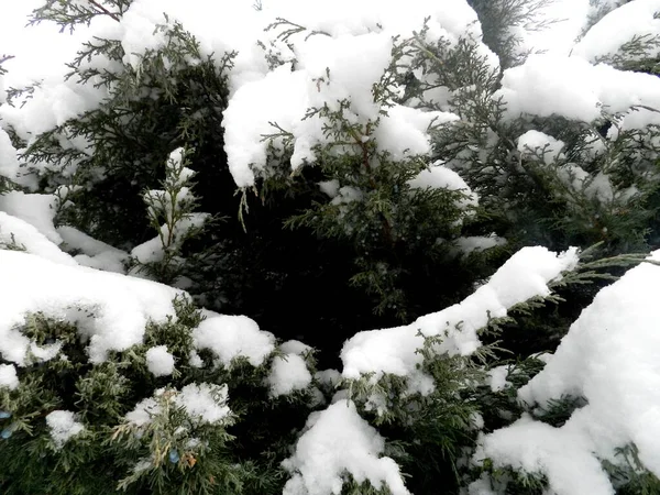 冬天在花园里 公园里 很多雪 白雪覆盖的树 寒冷多霜的早晨 — 图库照片