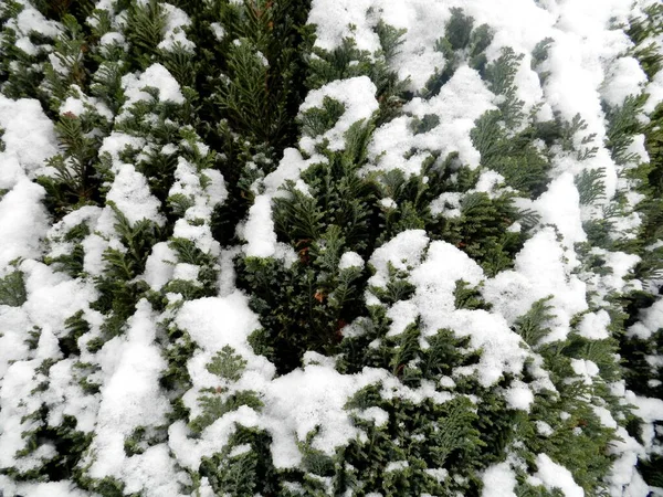 冬天在花园里 公园里 很多雪 白雪覆盖的树 寒冷多霜的早晨 — 图库照片