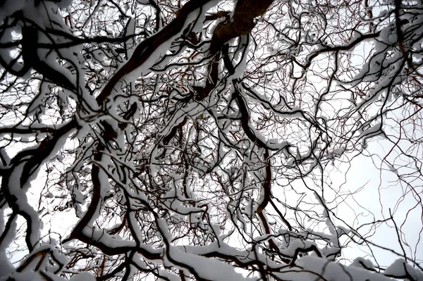 Hiver Dans Jardin Parc Beaucoup Neige Des Arbres Enneigés Matin — Photo