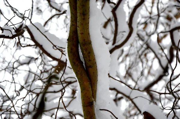 Winter Garden Park Lot Snow Snow Covered Trees Cold Frosty — Stock Photo, Image