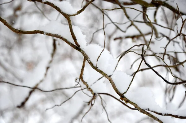 Vinter Trädgården Park Mycket Snö Snötäckta Träd Kall Och Frostig — Stockfoto