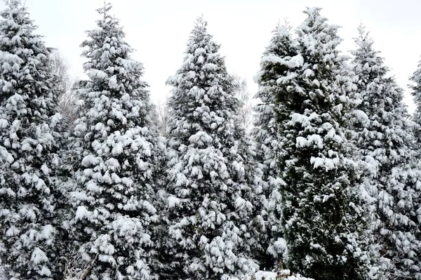 Bahçede Kış Parkta Çok Fazla Kar Var Karla Kaplı Ağaçlar — Stok fotoğraf