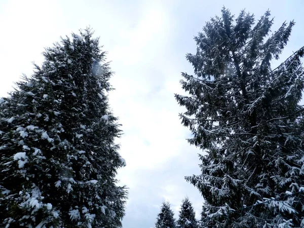 庭の冬 雪がたくさん 雪に覆われた木 寒さと霜降りの朝 — ストック写真