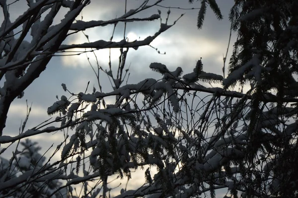 Les Arbres Contre Ciel Bleu Météo Hivernale Coucher Soleil Soirée — Photo