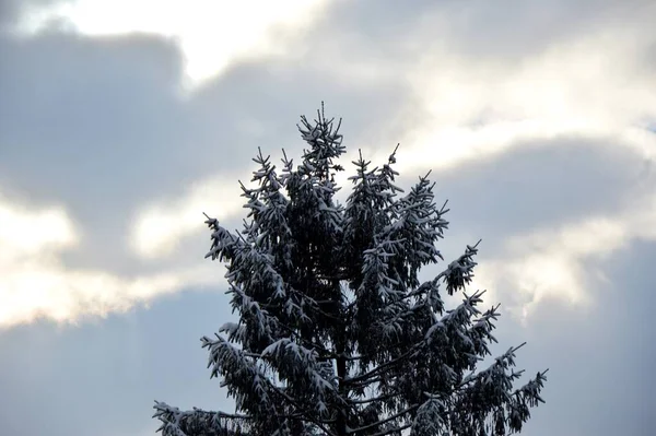 Träden Mot Den Blå Himlen Vinterväder Och Solnedgång Fryst Kväll — Stockfoto