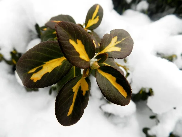 Yapraklar Dallar Makro Bahçe Park Kış Mevsimi Kış Atmosferi Duvar — Stok fotoğraf