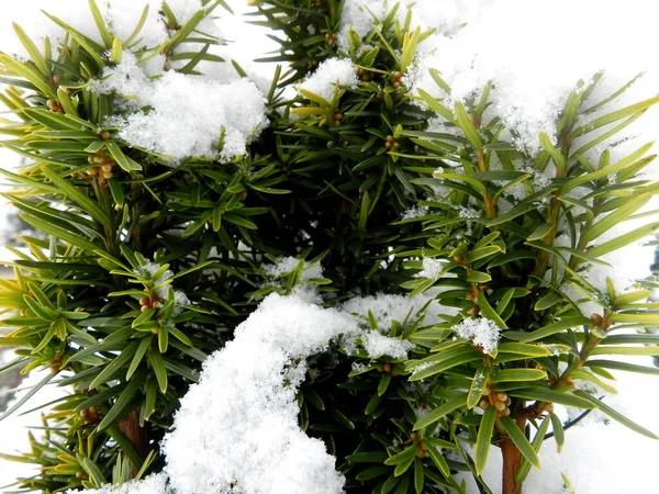 Folhas Galhos Macro Jardim Parque Temporada Inverno Atmosfera Inverno Perfeito — Fotografia de Stock