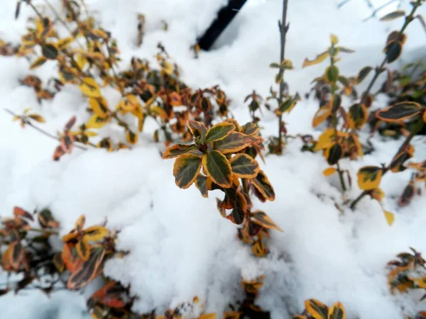 Hojas Ramitas Macro Jardín Parque Temporada Invierno Ambiente Invernal Perfecto —  Fotos de Stock