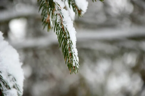 Blad Och Kvistar Makro Trädgård Och Park Vintersäsong Vinteratmosfär Perfekt — Stockfoto