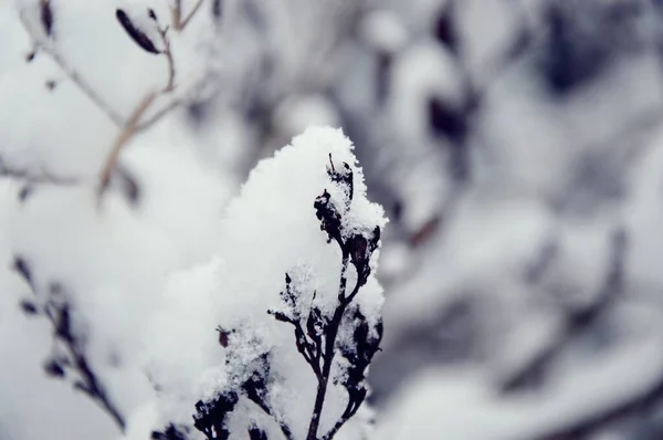 Blad Och Kvistar Makro Trädgård Och Park Vintersäsong Vinteratmosfär Perfekt — Stockfoto