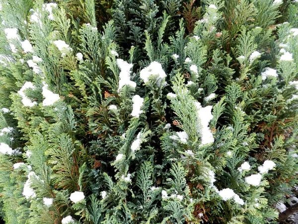 Invierno Jardín Parque Mucha Nieve Árboles Cubiertos Nieve Mañana Fría Fotos de stock libres de derechos