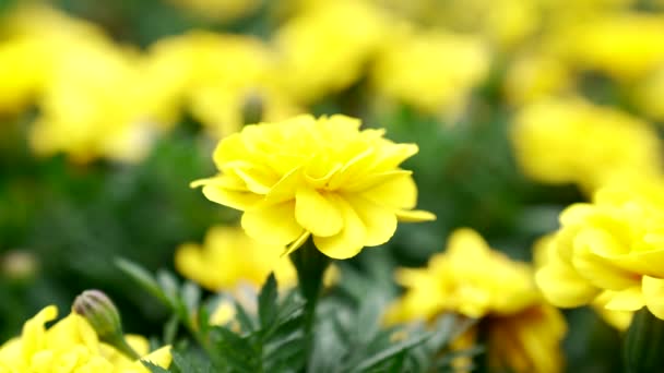 Kwitnące kwiaty nagietka z żółtymi płatkami w rozmytej naturze, tagety — Wideo stockowe