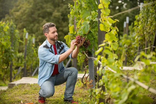 Viticultor con racimo de uvas. propietario del viñedo masculino. viticultor profesional — Foto de Stock