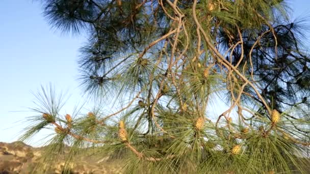 在树枝上的绿色针叶上，可以清楚地看到冷杉与圆锥的紧密相连，自然之美. — 图库视频影像