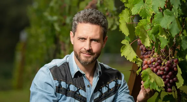 Man harvester on summer harvest. portrait of enologist in grape leaves. farmer at grapevine. — Stock Photo, Image