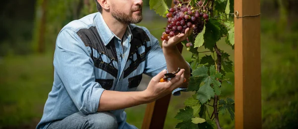 Viticultor olor racimo de uvas. propietario del viñedo masculino. viticultor profesional en la viticultura. — Foto de Stock