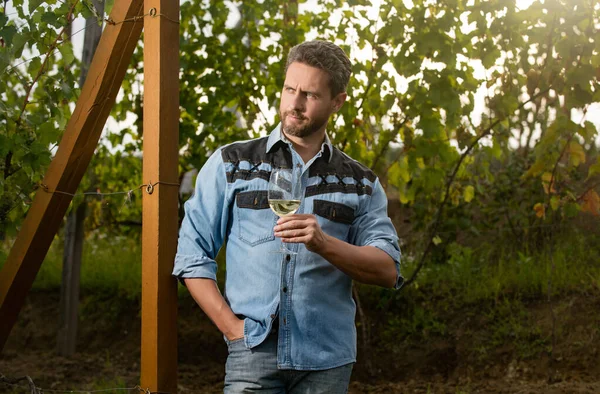 Propietario del viñedo hombre agricultor beber vino en la granja de uva, sommelier — Foto de Stock