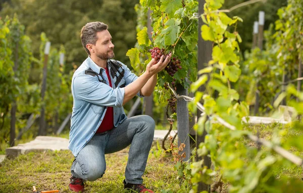 Hombre corte vid con tijeras de jardín, granja de uva — Foto de Stock